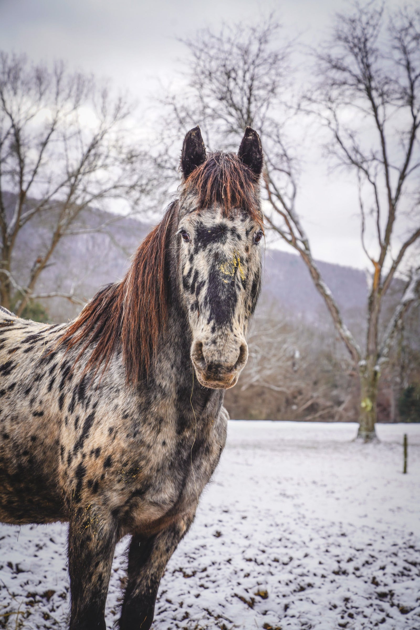 Appaloosas: The Beautiful, Brave, and Wise Horse Breed