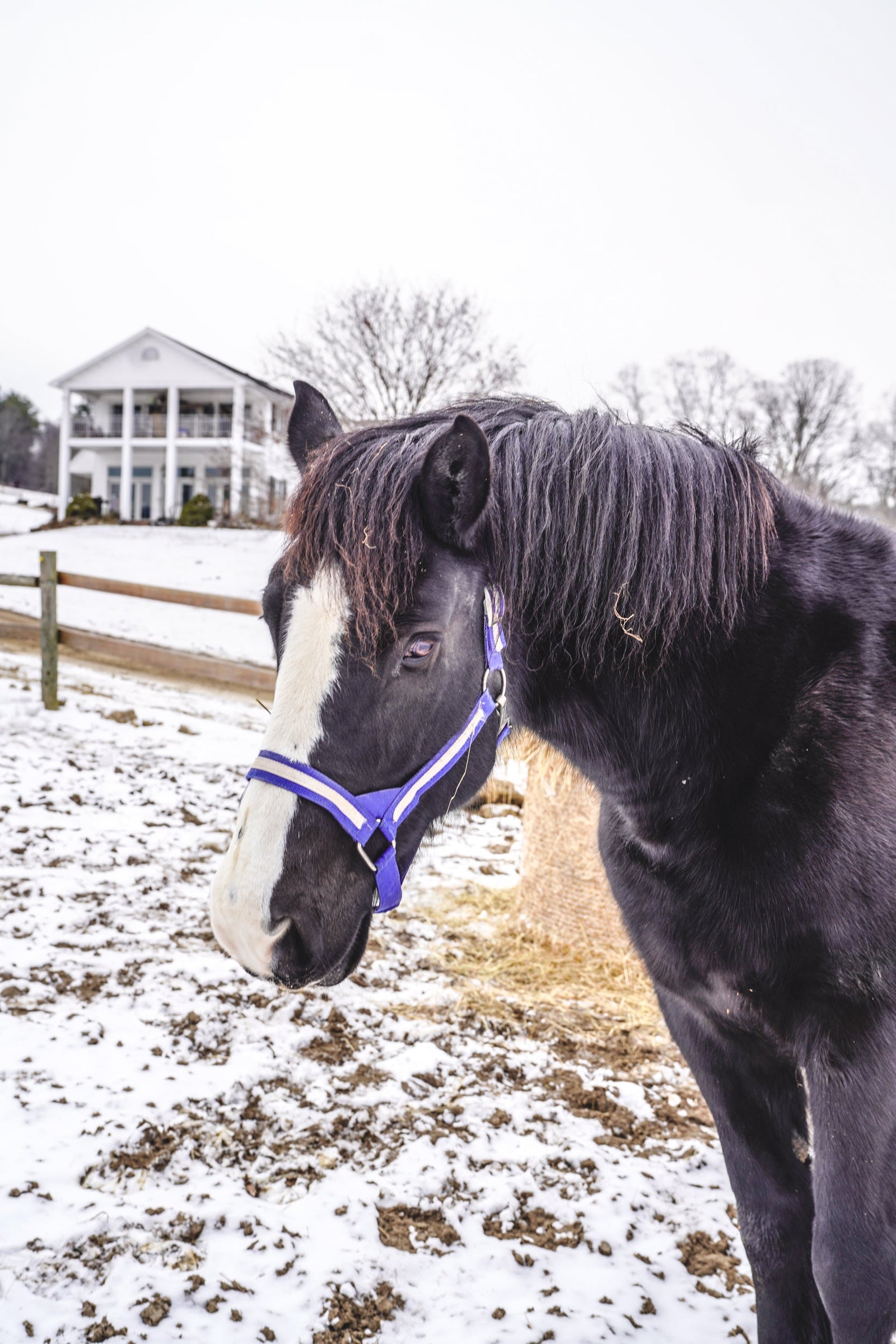 Percherons: The Unsung Heros