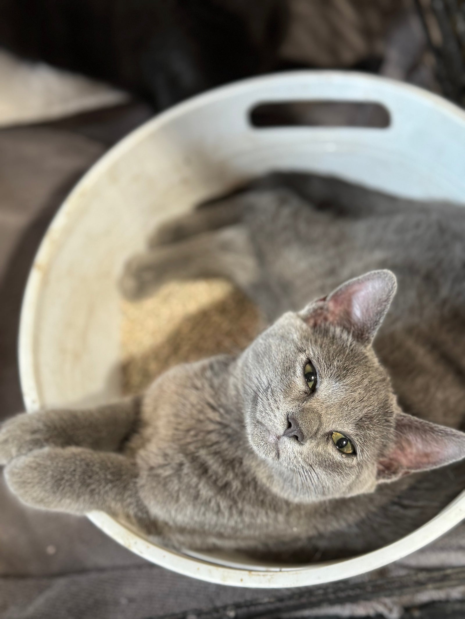 Rescue, Purr, Repeat: Life with Our Barn Kitties