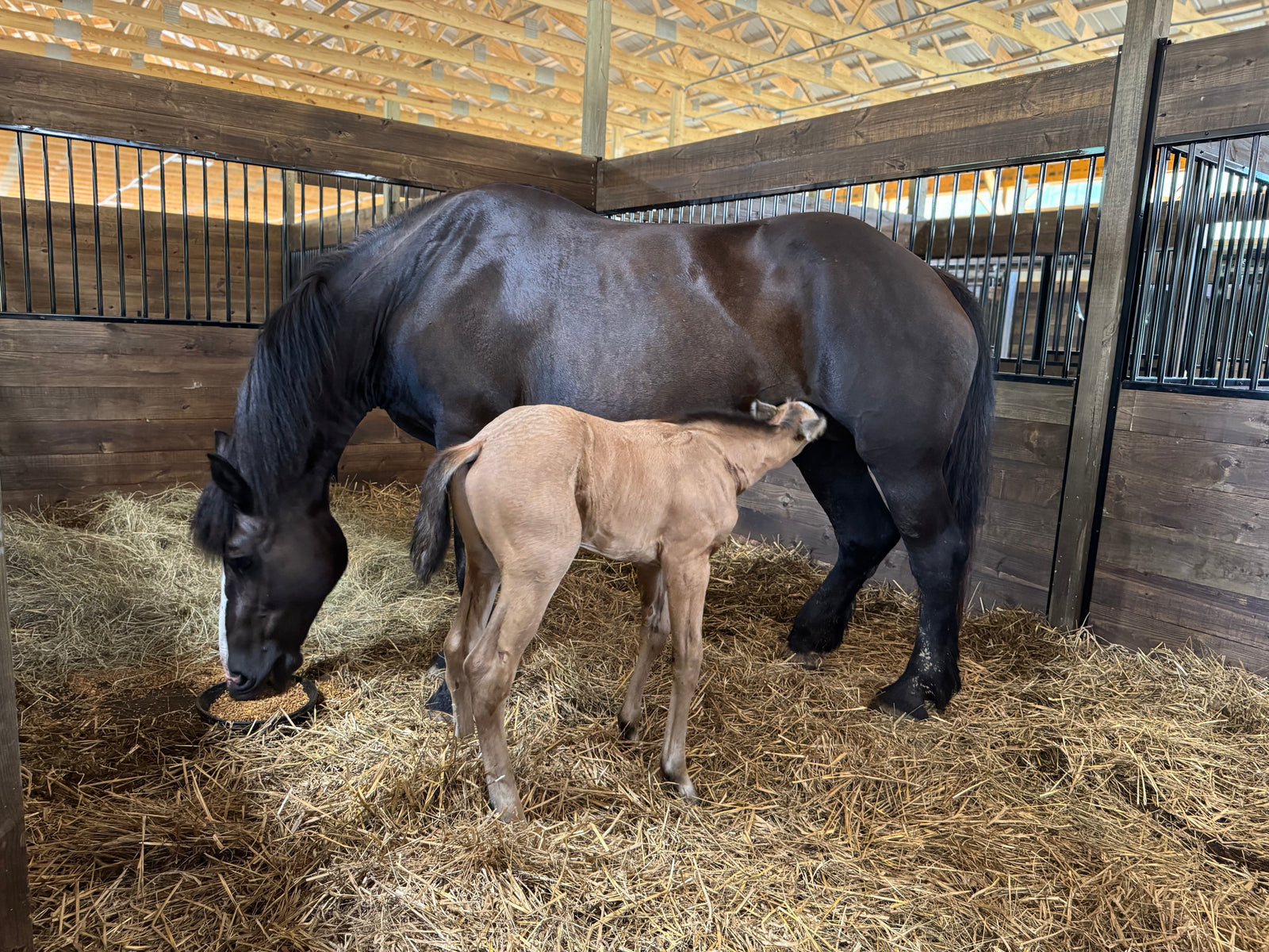 Embracing New Life: Caring for Mares After Birth at Our Sanctuary