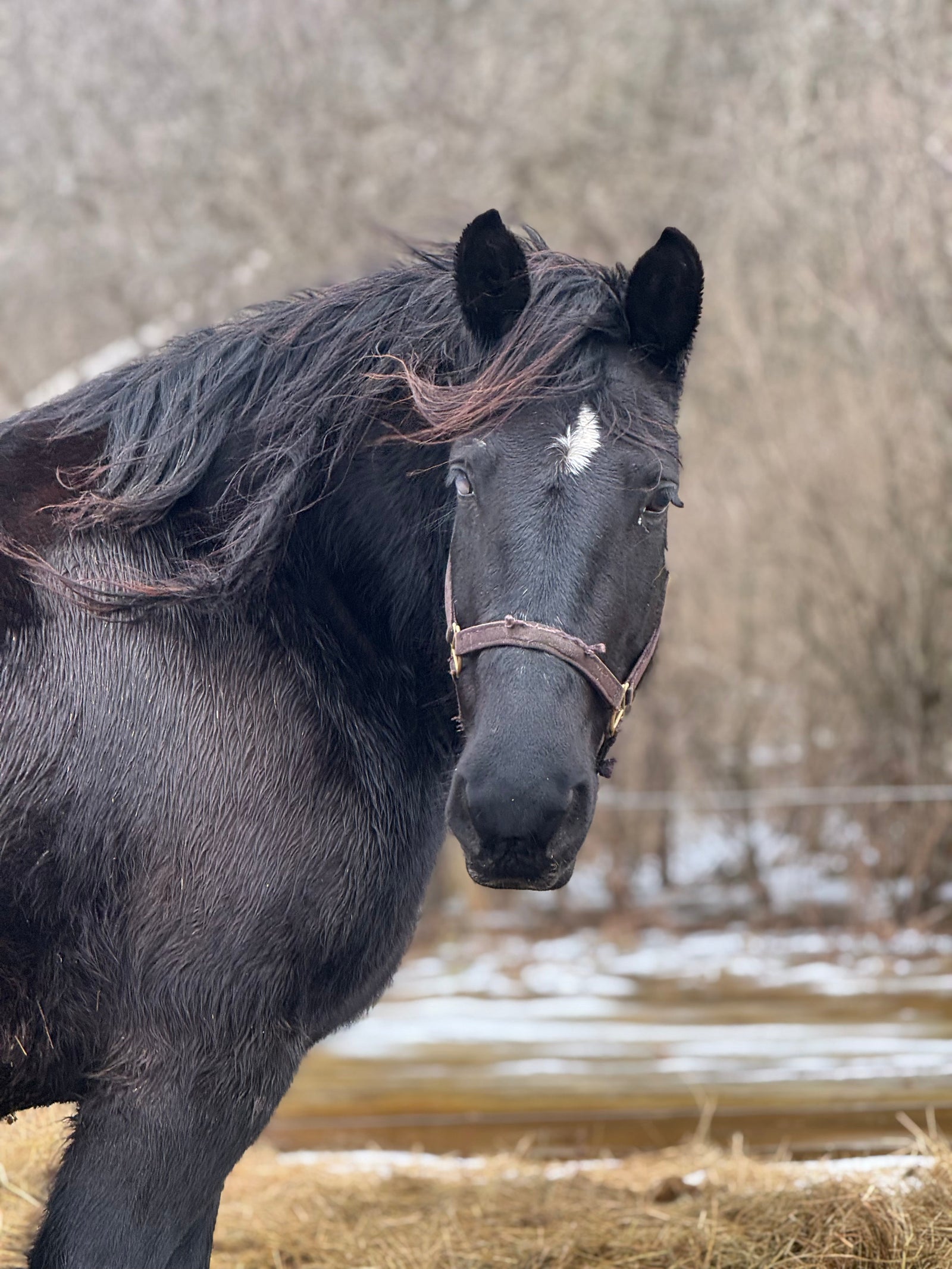 Loving the Forgotten: The Heartbreaking Reality of Rescuing Animals