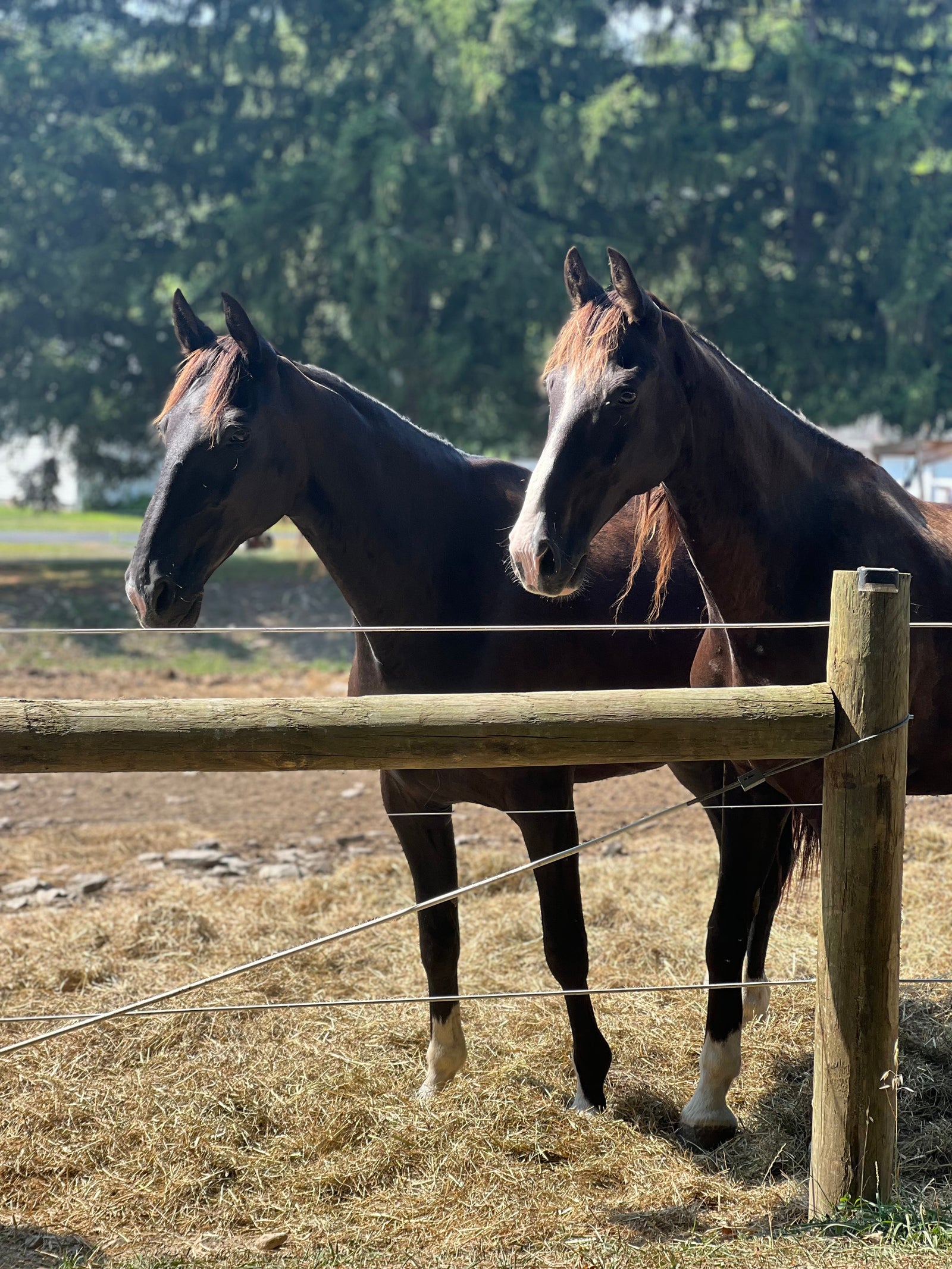 The Heartwarming Bonds of Horses: More Than Just Companions