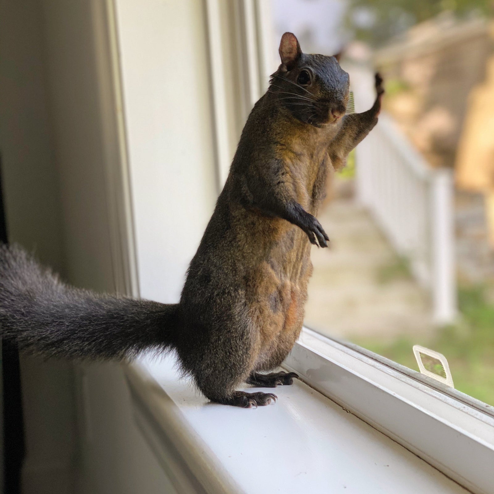 A Call to Action: Support Peanut’s Law to Protect Our Animals