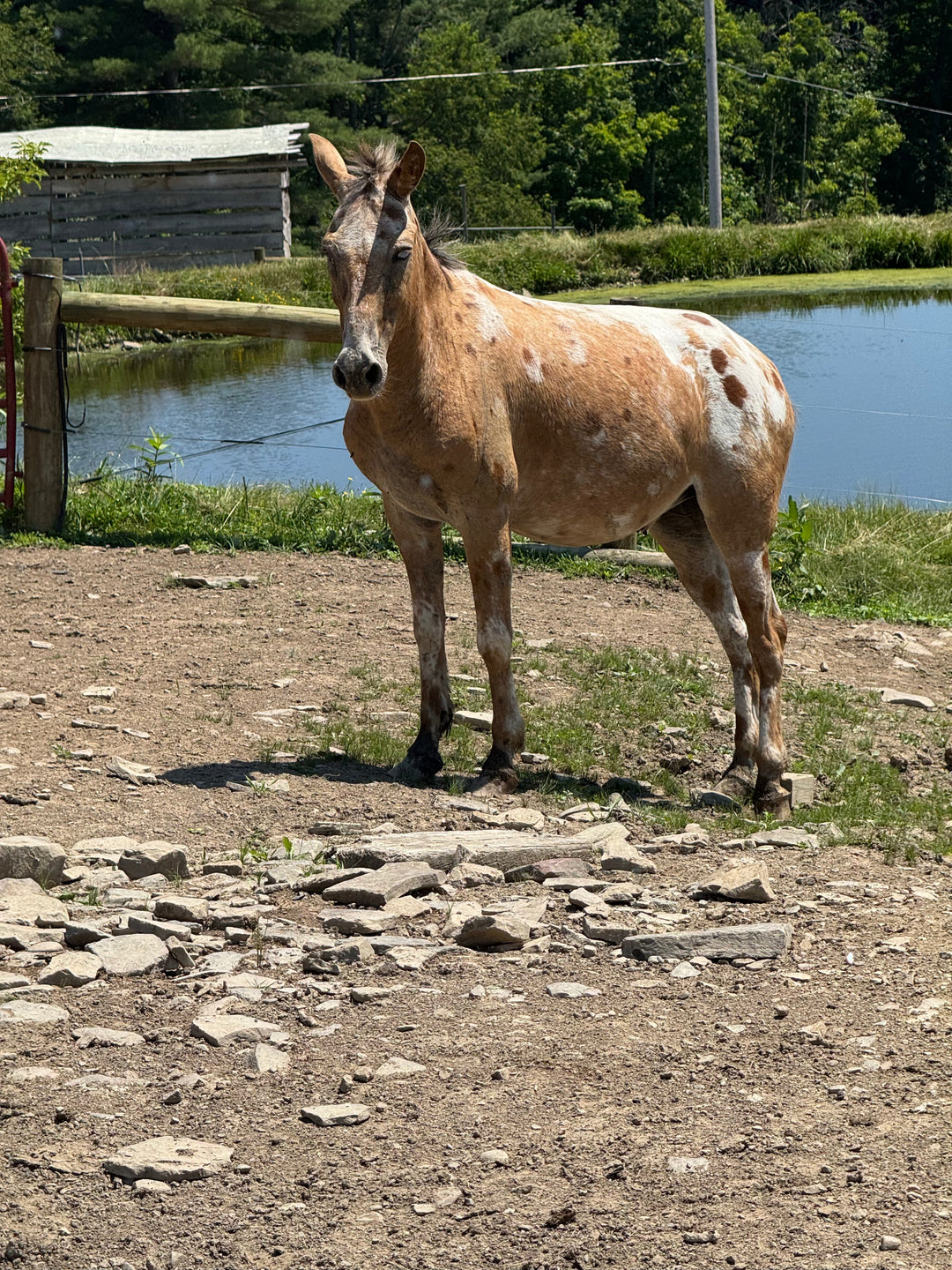 From Work to Wonder: The Story of the Mule and Why They Need Us