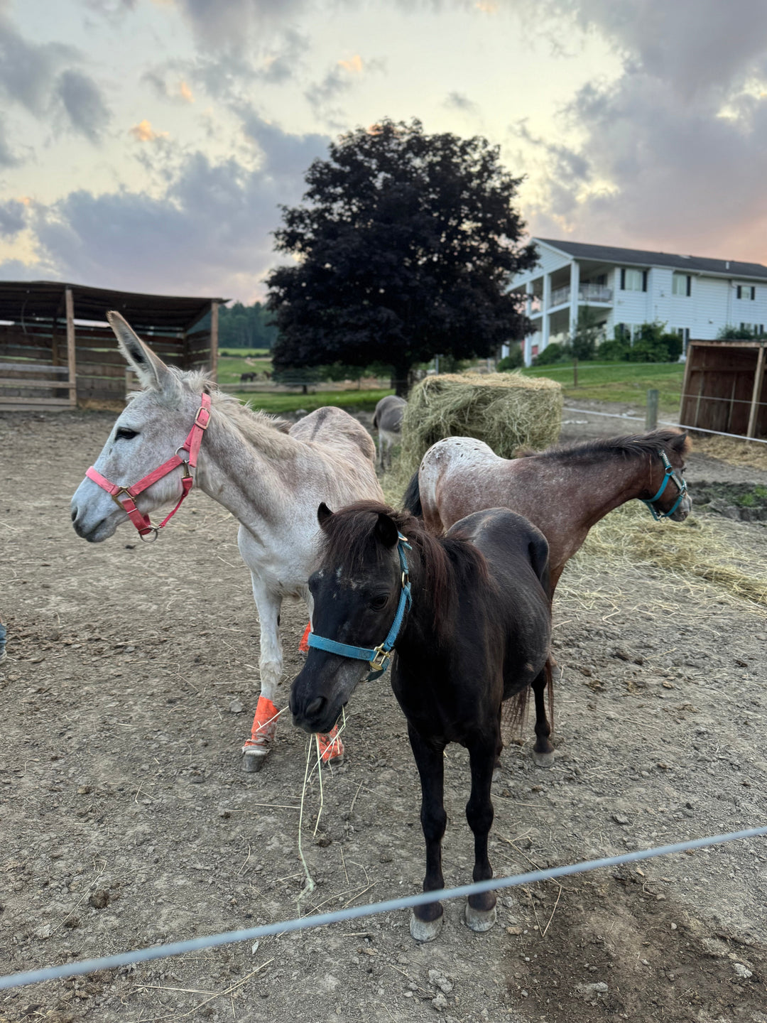 Horses Need Each Other: At Our Sanctuary, They’re One Big Family
