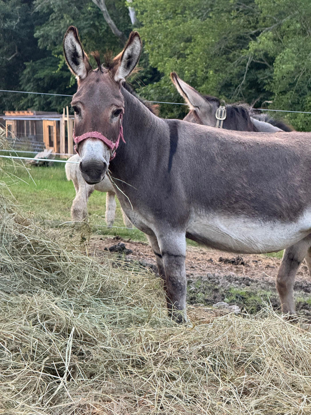 Understanding Donkeys: The Heartfelt Journey of Rehoming