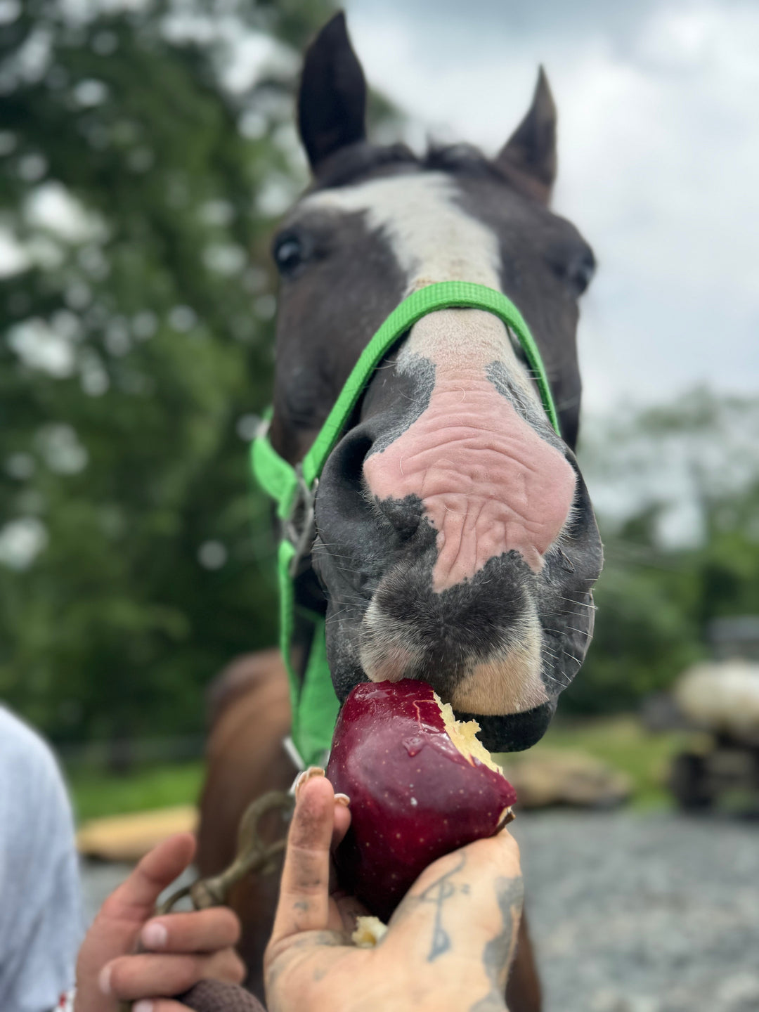 From Starvation to Strength: Cooper’s Story and the Critical Truth About Refeeding Malnourished Horses