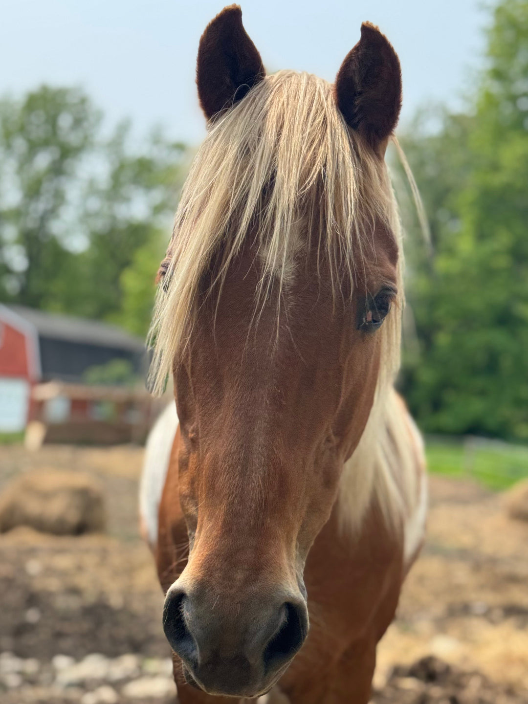 Thriving Against the Odds: Understanding Neurological Diseases in Horses