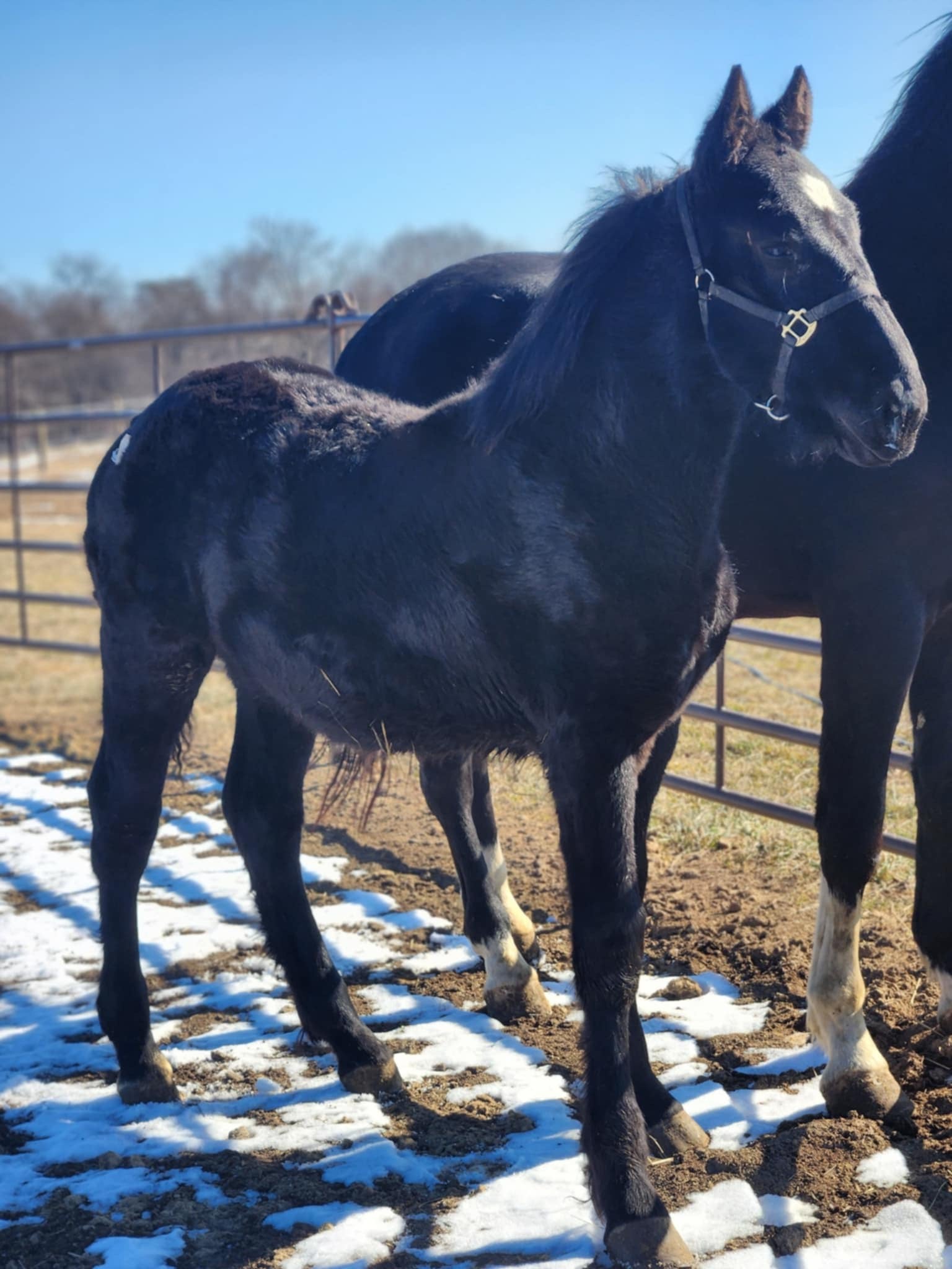 Once Upon A Time With Mr. Nibbles – P'Nuts Freedom Farm