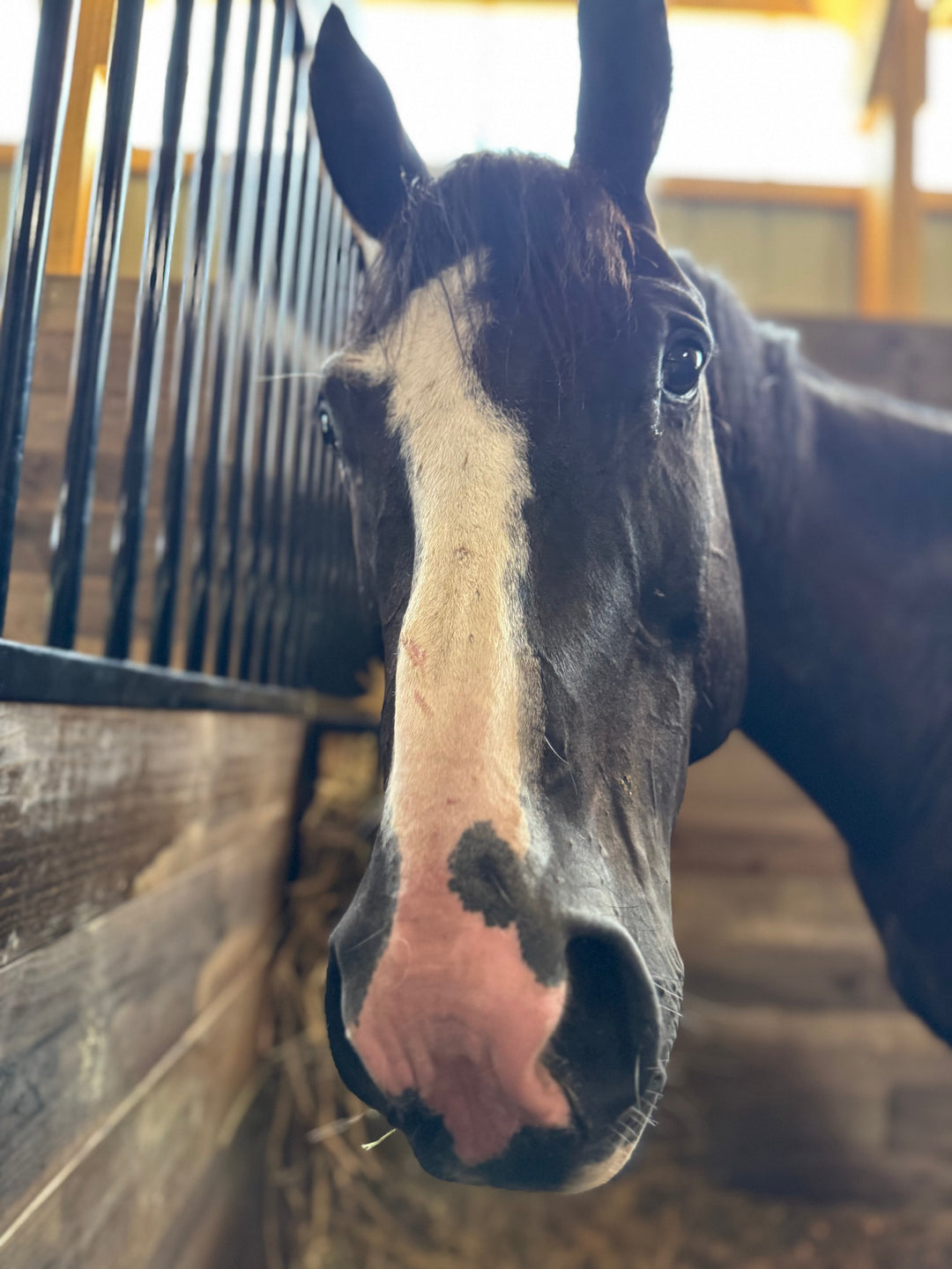 DSDL and Arthritis in Horses: Healing at Our Farm Sanctuary