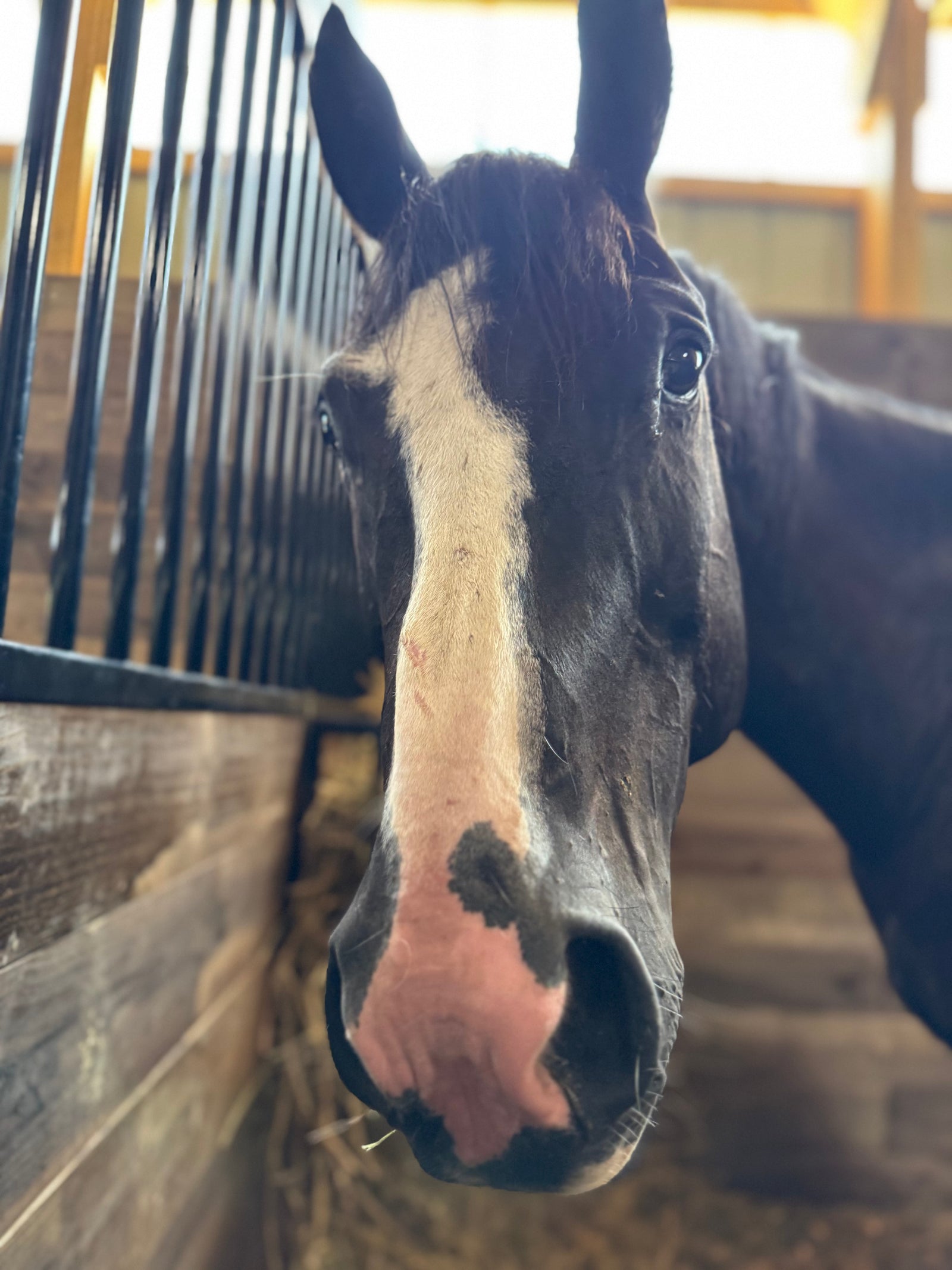 DSDL and Arthritis in Horses: Healing at Our Farm Sanctuary
