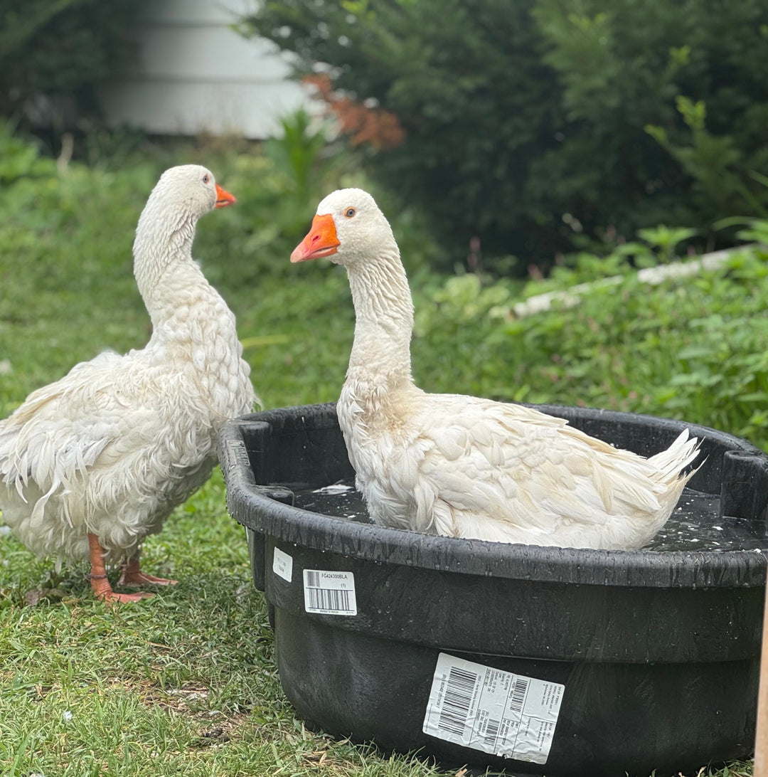 The Importance of Geese: Nature's Unsung Heroes at Our Sanctuary
