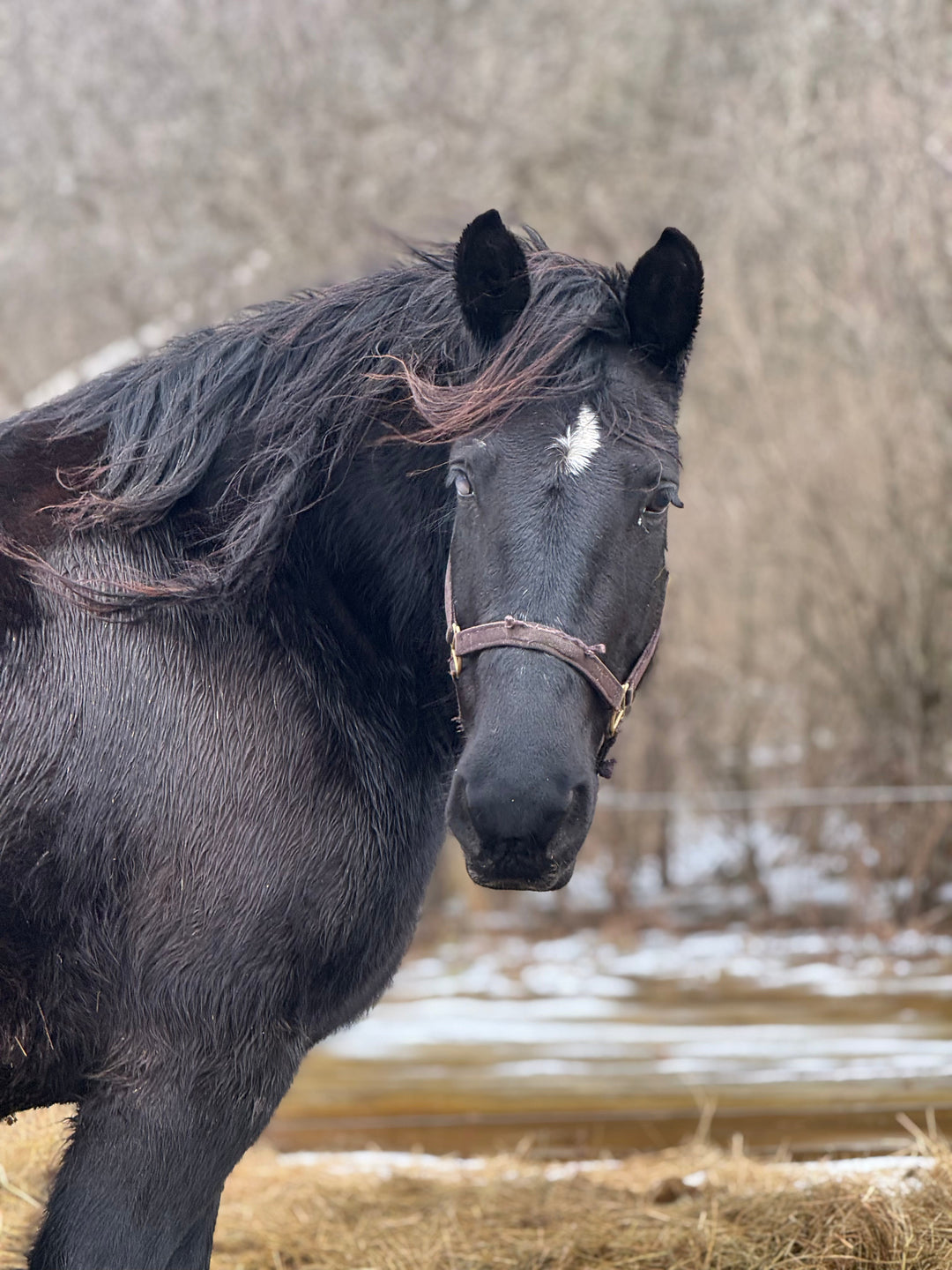 Loving the Forgotten: The Heartbreaking Reality of Rescuing Animals